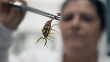 ラテンアメリカに棲む危険生物72種の画像 [12話]
