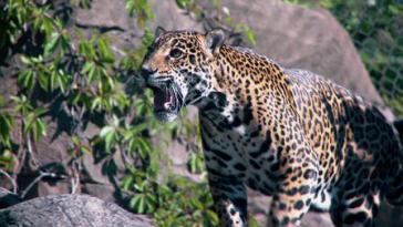 ラテンアメリカに棲む危険生物72種の画像 [3話]