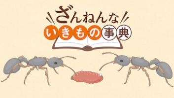 ざんねんないきもの事典の評価・感想