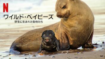 ワイルド・ベイビーズ: 野生に生まれた動物たち