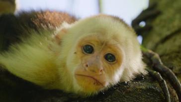 ワイルド・ベイビーズ: 野生に生まれた動物たちの画像 [6話]